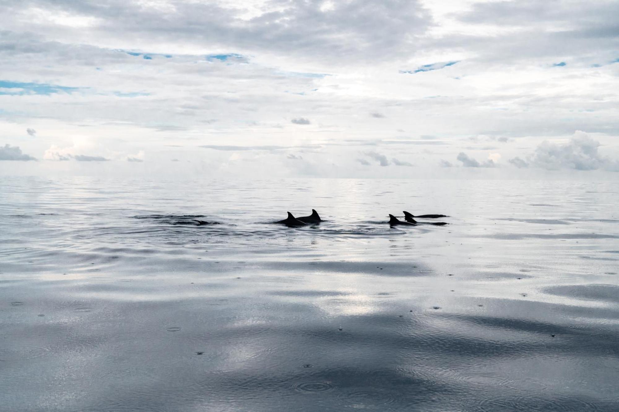 Biosphere Inn Dharavandhoo Dış mekan fotoğraf
